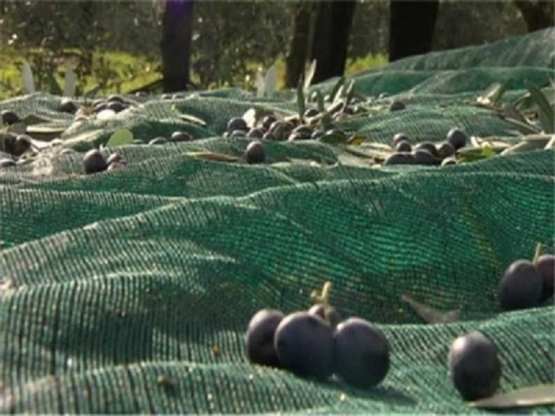 Fındık Toplama File