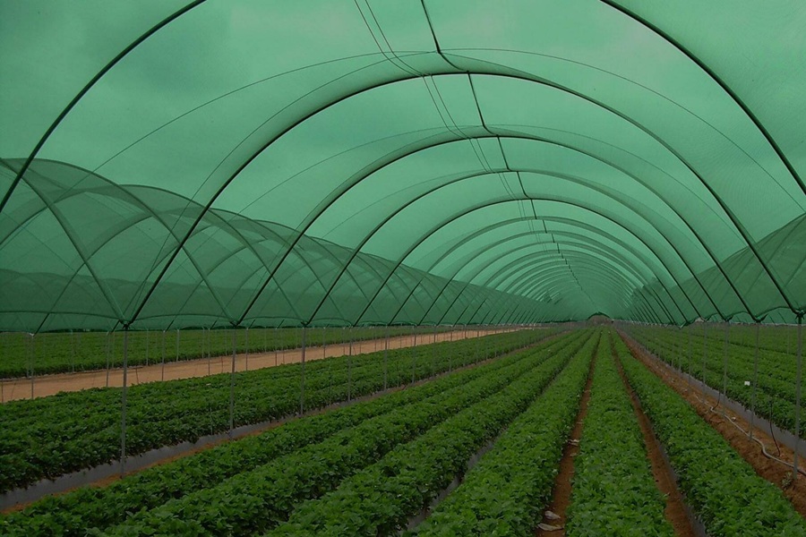 Ekonomik Gölgelik File